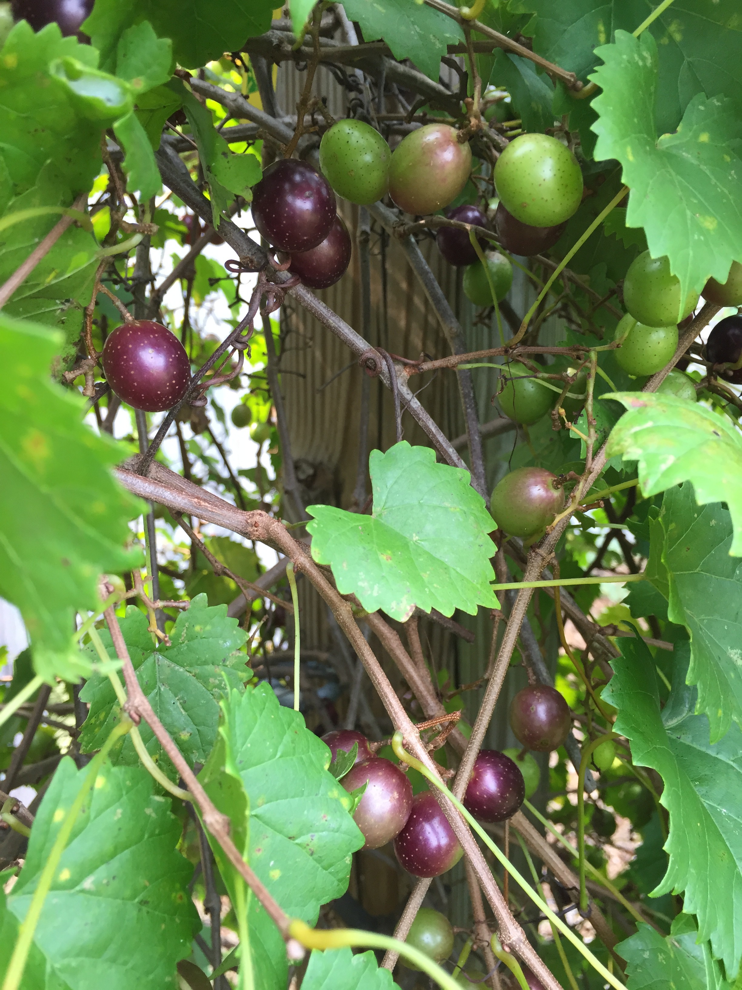 Muscadine Grape a Popular Fruit for North Florida 