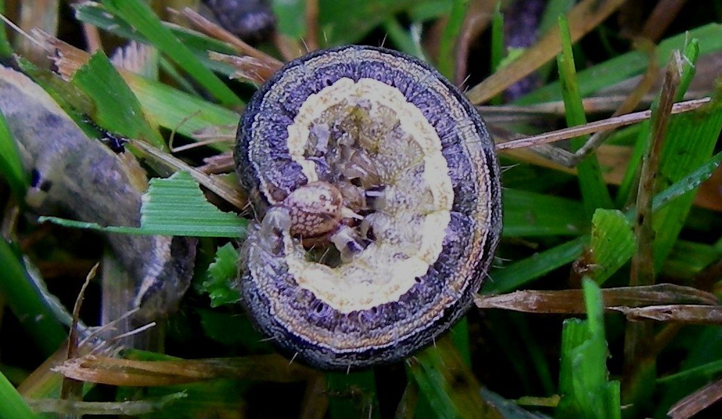 Armyworms Wage War Via Guerrilla Warfare