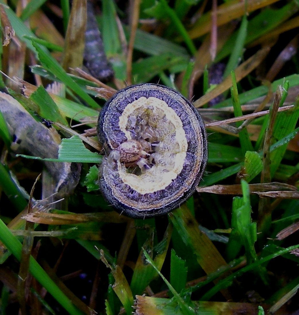 Armyworms Wage War Via Guerrilla Warfare Gardening In The Panhandle