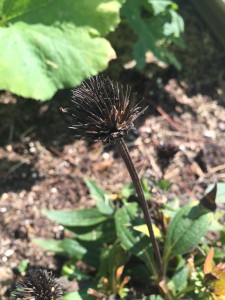 The ripe seedhead of a coneflower. Photo credit: Mary Derrick, UF/IFAS Extension.