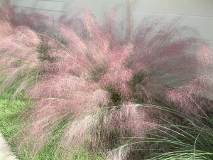 The dramatic color of Muhly grass in the fall makes it a favorite for home landscapes. Photo credit: UF IFAS Escambia Extension