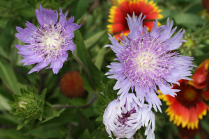 Vibrant blue Stokes' aster. Photo credit: UF/IFAS.