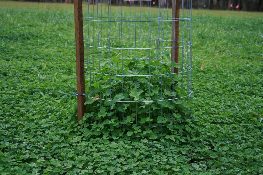 Cool Season Wildlife Food Plot. Photo by Jennifer Bearden, UF / IFAS