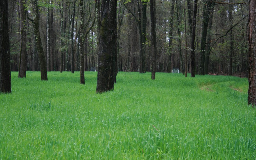 Landscaping for Wildlife with Food Plots