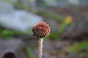 Flower heads have disk flowers but no rays. Photo by Beth Bolles