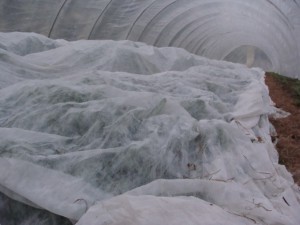 Frost cloth in high tunnel at Turkey Hill Farm. Photo by Turkey Hill Farm. 