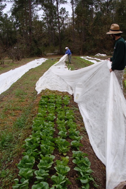 Covering a row of lettuce with frost cloth at Turkey Hill Farm. Photo by Turkey Hill Farm. 