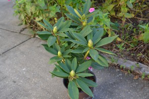 Rhododendron foliage