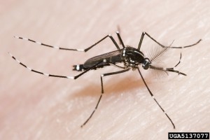 Asian tiger mosquito. Photo credit: Susan Ellis, Bugwood.org.