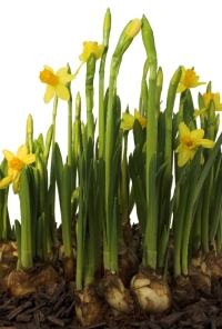 growing-daffodils