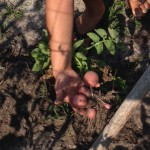 Potatoes planted in mid-February were ready to harvest in mid-May in Bay County. Photo: Vicki Evans, UF/IFAS Master Gardener