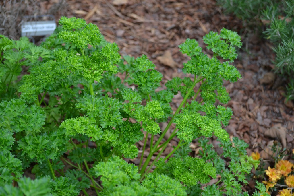Still Time for Parsley Gardening in the Panhandle