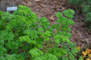 Curled leaf parsley. Photo: Beth Bolles