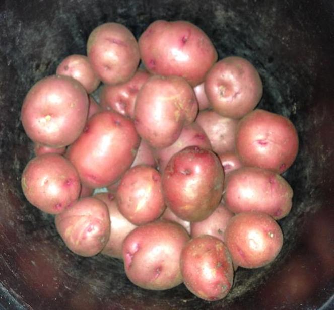 Add Potatoes to Your Florida Garden