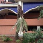 palm collapse