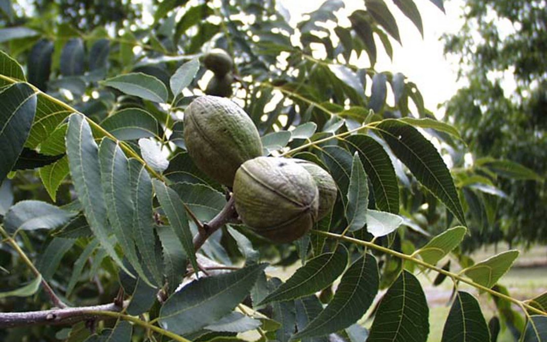 Time to Plant Pecan Trees