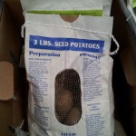 Certified seed potatoes are available in garden centers. Photo: Julie McConnell, UF/IFAS