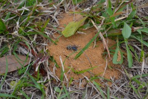 Solitary bee entering ground. Photo by Beth Bolles