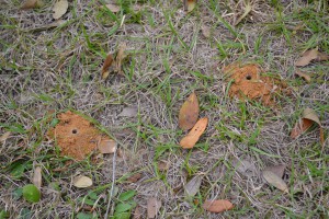 Beneficial solitary bee mounds in the ground. Photo by Beth Bolles