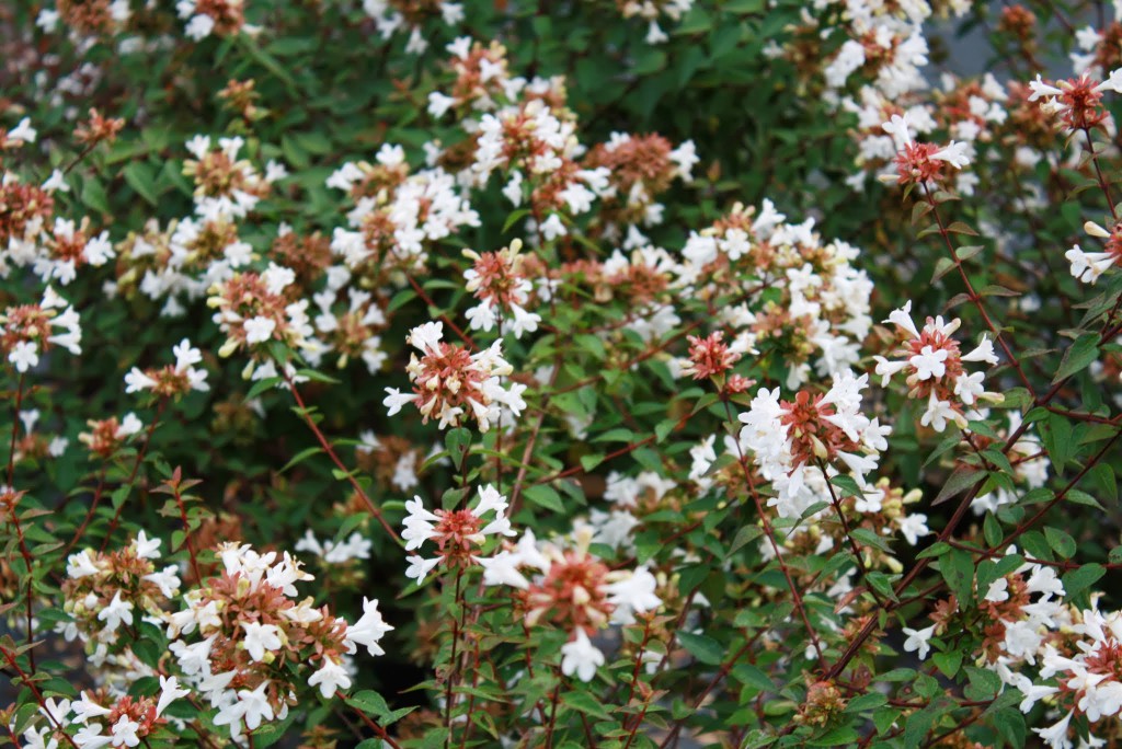 New Twist On An Old Favorite Abelia Gardening In The Panhandle