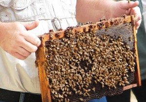 Beekeeping in the Panhandle Workshop & Trade Show April 1 & 2