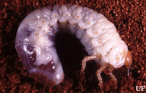 Typical white grub of the genus Phyllophaga. Photograph by John L. Capinera, UF