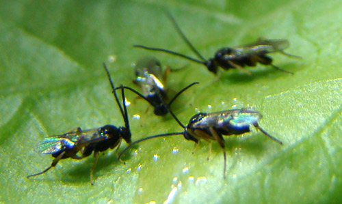  A group of adult Cotesia congregata (Say) wasps feeding on honey solution placed on the underside of a tomato leaf. Photograph by Justin Bredlau, Virginia Commonwealth University.