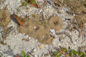 A group of small mounds. Photo by Beth Bolles