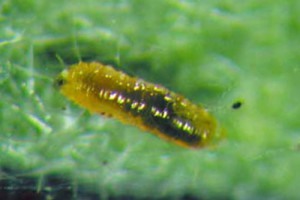 Larva of the predatory gall-midge, Feltiella acarisuga (Vallot). Photograph by Lance S. Osborne, University of Florida.