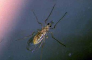 Adult of the predatory gall-midge, Feltiella acarisuga (Vallot). Photograph by David R. Gillespie, Agassiz. 