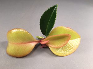 Camellia leaf gall infection resulting in fleshy yellow and pink leaves. Note the contrast with a healthy uninfected leaf. Photo credit: Mary Derrick, UF/IFAS.