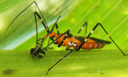 Adult female milkweed assassin bug, Zelus longipes Linnaeus, feeding on a cornsilk fly, Euxesta stigmatias Loew. Credit: Megha Kalsi, University of Florida 