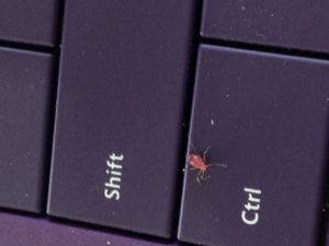 A computer keyboard used to show scale for a photo of an aphid. Photo Credit: Julie McConnell - UF/IFAS Extension Bay County