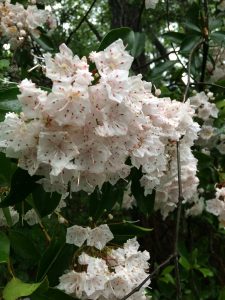 Mountain laurel blooms. Photo credit: Sheila Dunning, UF/IFAS Extension.