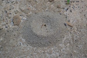Pyramid ant mound. Photo by Beth Bolles