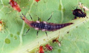 Larva of a brown lacewing (Neuroptera: Hemerobiidae) preparing to attack and feed on an aphid. The black-colored aphid to the right was probably parasitized by a wasp. Photograph by Lyle J. Buss, University of Florida. 