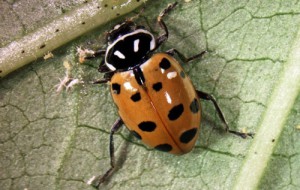 Newly emerged adult Hippodamia convergens showing typical body markings. Photograph by Luis F. Aristizábal, University of Florida.