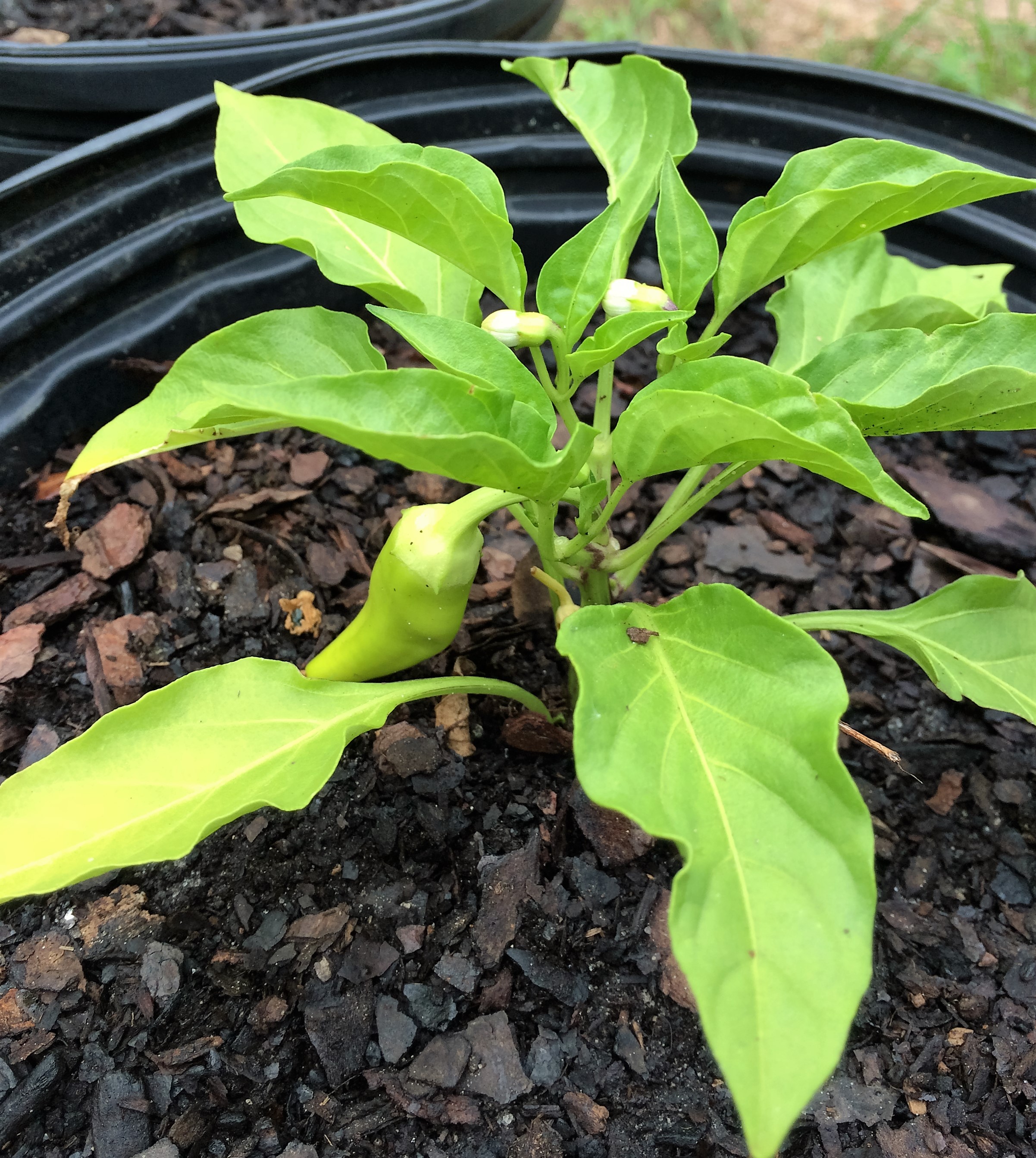 Should Pepper Seeds Be Saved?