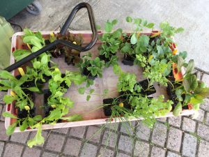 For some vegetables, buy transplants from your local nursery. Photo by Molly Jameson.