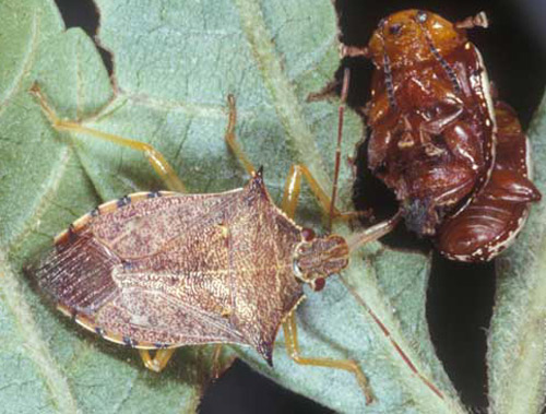 Dorsal view of an adult spined soldier bug, Podisus maculiventris (Say), feeding on a mating pair of sumac flea beetles, Blepharida rhois (Forster) (Coleoptera: Chrysomelidae). Photograph by Lyle J. Buss, University of Florida. 