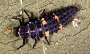 Third instar larvae of Hippodamia convergens. Photograph by Luis F. Aristizábal, University of Florida