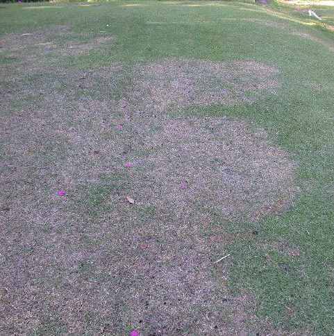 Zoysiagrass Becoming More Popular in the Panhandle