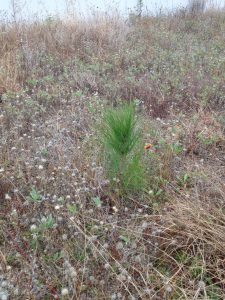 Longleaf pine sapling Photo credit: UF IFAS Extension
