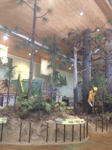 The longleaf forest display at the E.O. Wilson Biophilia Center shows typical vegetation and wildlife in the forest. Photo credit: UF IFAS Extension