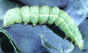 Mature larva of the cabbage looper. Photograph by John L. Capinera, University of Florida.