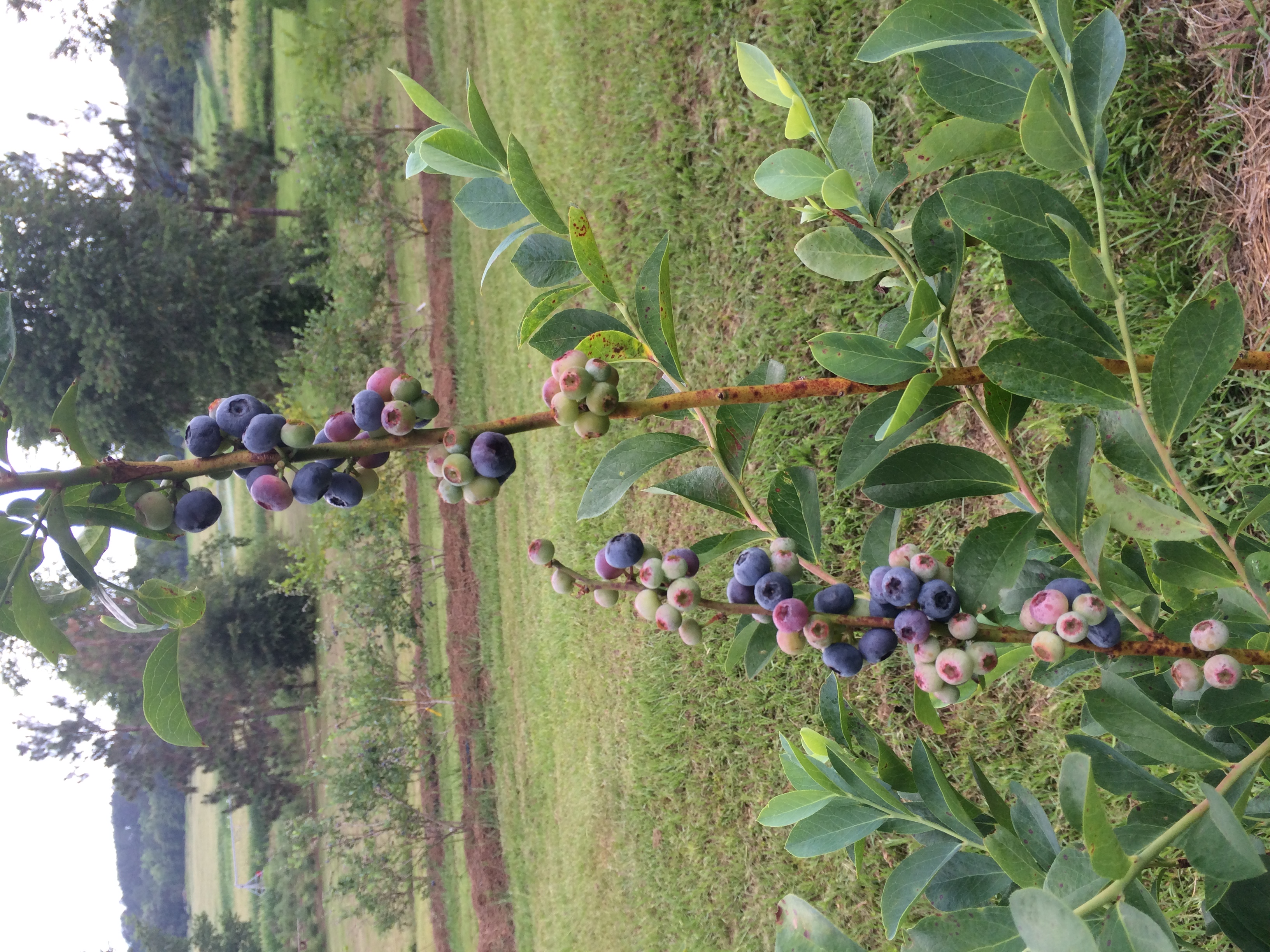 fresh this season's harvest from my garden DELICIOUS 25 seeds Florida Blueberry 