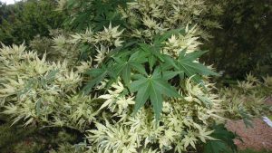 'Butterfly' Japanese maple has beautiful variegated foliage. One stem has reverted to an original form with large green leaves. Prune out this stem. Photo by Beth Bolles