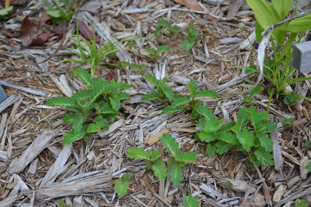 Small green plants in mulched bed.