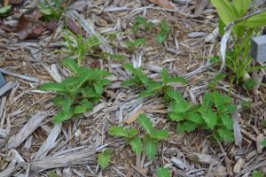 Seeds from annuals like Chamberbitter easily get into mulch from surrounding areas. Photo by Beth Bolles, UF Extension Escambia County