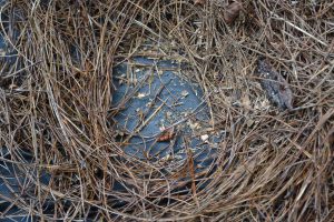 Fabric may prevent some weeds but it can also prevent air and water movement. Photo by Beth Bolles, UF Extension Escambia County